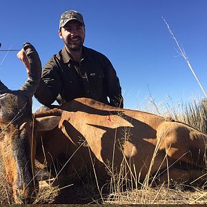 South Africa Hunting Red Hartebeest