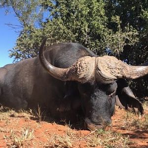 South Africa Hunting Cape Buffalo