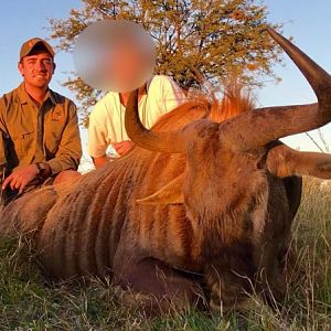 Hunting Blue Wildebeest in South Africa