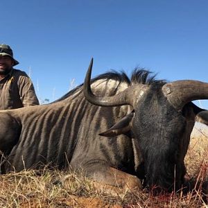 Hunt Blue Wildebeest in South Africa