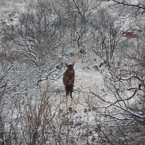 Dybowski Sika Deer Texas USA