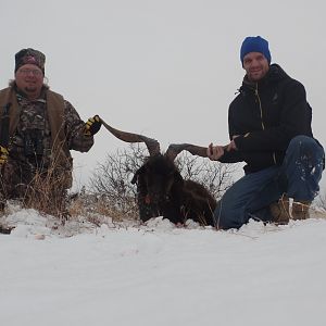 Texas USA Hunting Catalina Goat