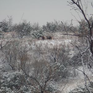 Mouflon Texas USA