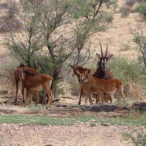 Group of Sable Antelope youngsters & Bull in Namibia