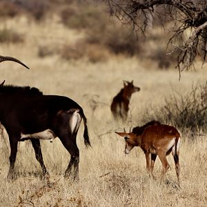 Group of Sable Antelope youngsters & Bull in Namibia