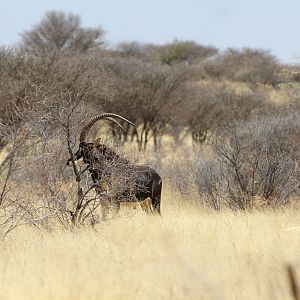 Sable Antelope Namibia