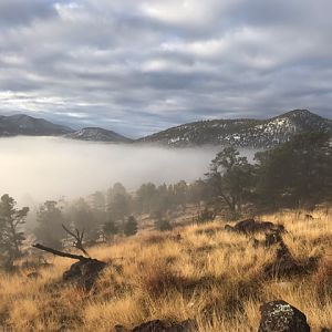 Hunting Cow Elk in Arizona USA