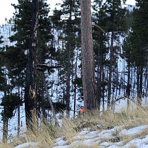 Arizona USA Hunting Cow Elk