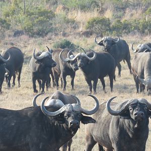 Cape Buffalo South Africa