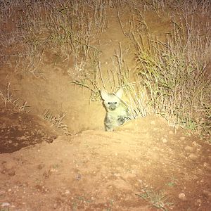 Aardwolf