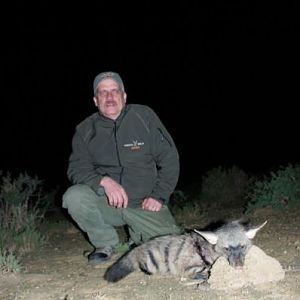 Hunting Aardwolf