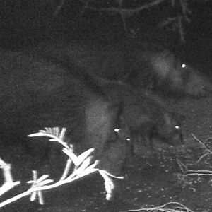 Bush pig family on the bait