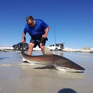 Drone-fishing for Bronze Whalers at Gansbaai, South Africa