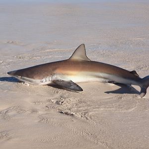 Drone-fishing for Bronze Whalers at Gansbaai, South Africa