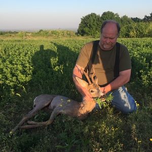 Roe Deer in Romania 2018