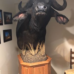 Cape Buffalo Shoulder Mount Pedestal