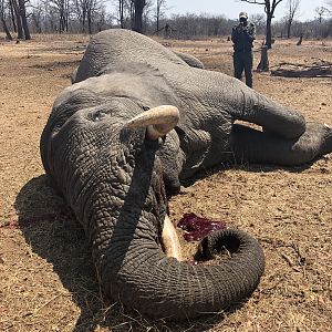 Hunting Elephant in Zimbabwe