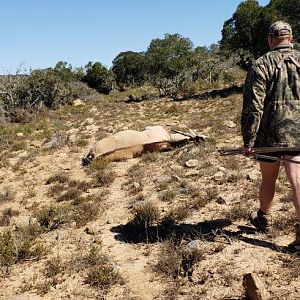 South Africa Hunting Eland