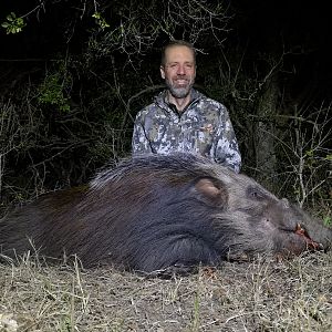 Bushpig Hunt South Africa