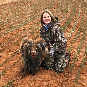 Hunting Corsican Sheep in Texas USA