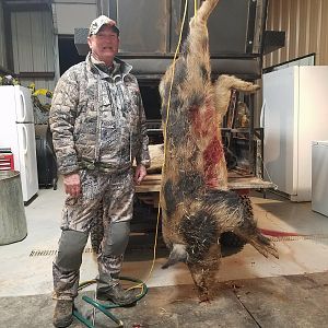 Hunting Hog in Texas USA