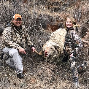 Merino Sheep Hunt Texas USA