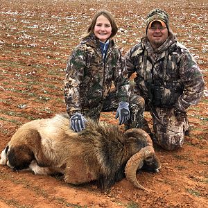 Texas USA Hunting Corsican Sheep