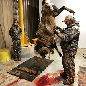 Texas USA Hunting Corsican Sheep