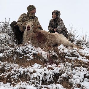 Hunt Texas Dall Sheep in Texas USA