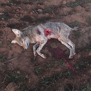 Coyote Hunting Texas USA