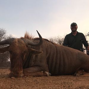 Bow Hunting Golden Wildebeest in South Africa