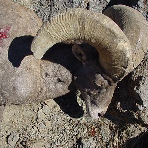 Hunt Desert Bighorn Sheep