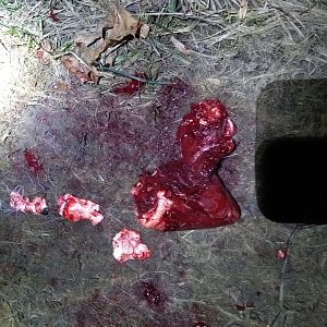 Whitetail Deer Shot through the heart