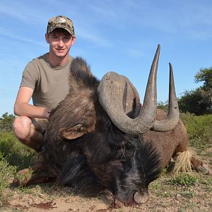 Hunting Black Wildebeest in South Africa