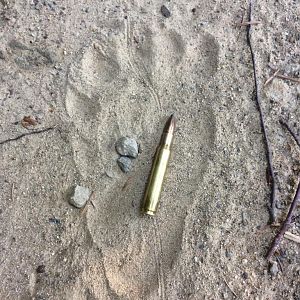 Bear Track