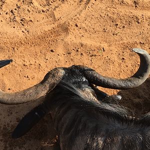 South Africa Hunt Blue Wildebeest