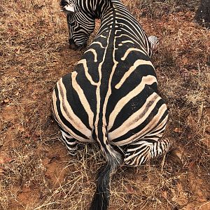 Hunt Burchell's Plain Zebra in Zimbabwe