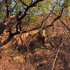 Leopard Baiting Zimbabwe