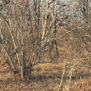 Young Elephant Bull disappearing in the thick bushes