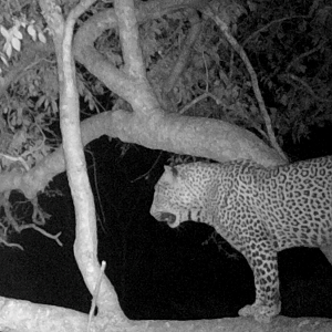 Zimbabwe Trail Cam Pictures Leopard