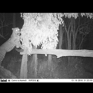 Trail Cam Pictures of Leopard in Zimbabwe