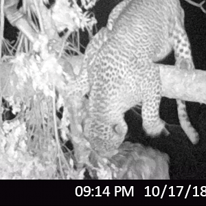 Zimbabwe Trail Cam Pictures Leopard