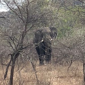 Elephant Bull Zimbabwe