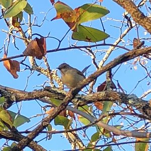 Bird Zimbabwe