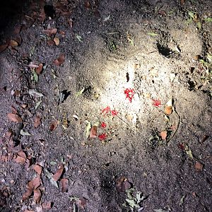 Blood Trail