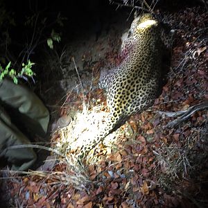 Zimbabwe Hunt Leopard