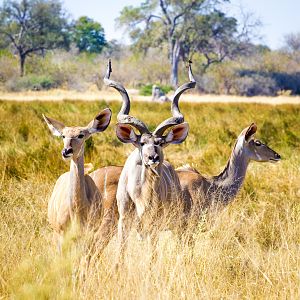 Kudu in Mahango National Park Namibia