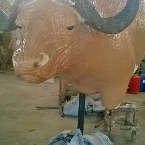 Taxidermy Process Cape Buffalo Shoulder Mount