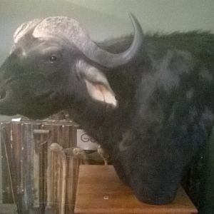 Cape Buffalo Shoulder Mount Taxidermy