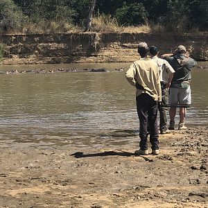 Glassing Hippo's